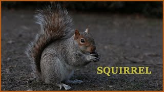 Squirrel sounds at night  Squirrel noises sounds  Squirrel barking  Grey squirrel call [upl. by Jordison804]