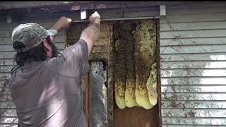 Beehive In Old Shed Wall [upl. by Hirz]