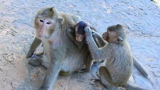 Just weaning baby monkey by mom Tara to Baby Thona [upl. by Lunseth]