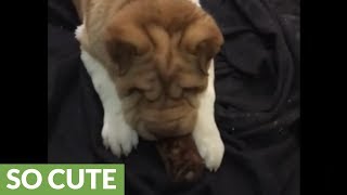 Shar Pei puppy gets overly excited for new treat [upl. by Cann]