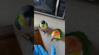 Tropical Birds with Names and Sounds in 4Kshort [upl. by Hussey594]