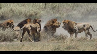 Fight of 4 lions vs 1 part IV of V [upl. by Raynard]