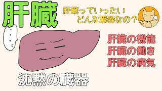 【管理栄養士】 肝臓についての解説講座 [upl. by Adieno]