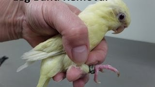 How to Remove a Leg Band on a Lineolated Parakeet [upl. by Keriann41]