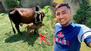 Mubarak Howy 🥳 Cow Ne Baby De Diya [upl. by Tahpos]