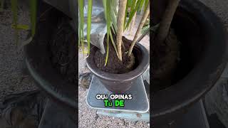 Plantando una Palma Marginata para mi casa [upl. by Chancellor640]