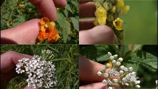 How To Identify 5 Medicinal Plants And Their Uses [upl. by Thorne]