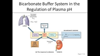 Mechanism of action of Carbonic acid Bicarbonate ion buffer system [upl. by Jennie]