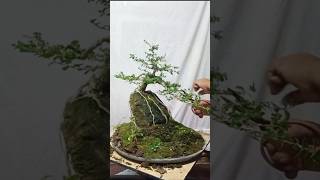 BONSAI PREMNA MICROPHYLLA [upl. by Nannah]