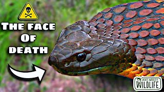 How DEADLY Is The BITE Of The TIGER SNAKE [upl. by Venu]