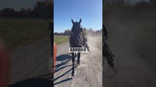 Abbess Jogging shorts horse harnessracing racehorse yearling [upl. by Cleave]