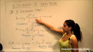 Beta Oxidation of Fatty Acids [upl. by Tonry543]