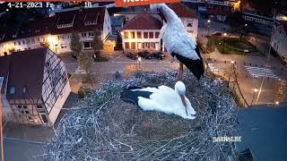 h24 sur la webcam des cigognes de sarralbe en direct tout les jours❤️❤️ [upl. by Clarabelle]