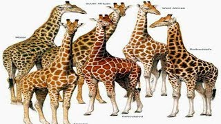 All Giraffes Species  Species List [upl. by Alake]