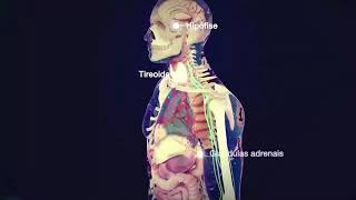 SISTEMA ENDÓCRINO  ANIMAÇÃO [upl. by Nicram]
