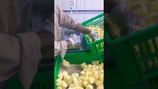 Chicks vaccination in the hatchery  Subcutaneous vaccination of inactivated vaccine [upl. by Ynatsed408]