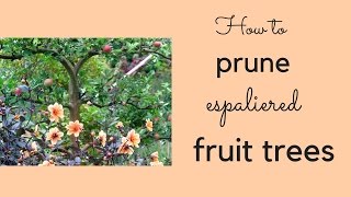 How to winter prune espaliered apple and pear trees [upl. by Elocaj]