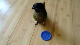 Green Cheeked Conure Tantrum [upl. by Zielsdorf730]