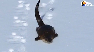 River Otter Loves To Slide In The Snow [upl. by Amadeus]