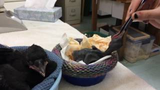 Orphaned Baby Crows at WildCare [upl. by Azil]