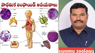 PRIMARY LYMPHOID ORGANS ప్రాథమిక లింఫాయిడ్ అవయవాలు [upl. by Melina625]