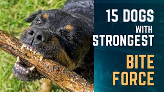 15 Dogs With The Strongest Bite Force [upl. by Nepsa]