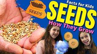 How do SEEDS Grow Seed Germination For Kids  Facts For Kids [upl. by Cofsky940]