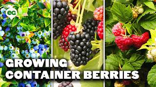 How to Grow Raspberries Blueberries and Blackberries in Containers [upl. by Casi]