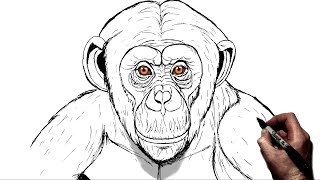 How To Draw a Chimpanzee  Step By Step [upl. by Cnut854]