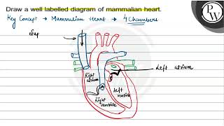 Draw a well labelled diagram of mammalian heart \ \mathrmP \ W [upl. by Enier]