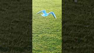 Black Headed Gull Takeoff In Slow Mo  Anglers Country Park birds avian nature [upl. by Saxe214]