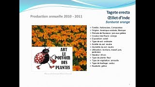 conseils jardinageTagete erecta oeillet dinde Sunburst orange fiche technique plante annuelle [upl. by Assyli]