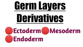 Germ Layers Derivatives  Ectoderm  Mesoderm  Endoderm [upl. by Leckie]