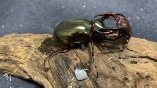 Chalcosoma atlas vs Prosopocoilus astacoides アトラスオオカブトvsアスタコイデスノコギリクワガタ [upl. by Joelynn]