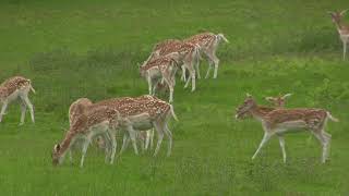 Small HERD of FALLOW DEER  UK [upl. by Olmsted]