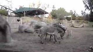 San Diego Zoo Zebras [upl. by Vinita]