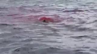 Shark attacks a seal on the Columbia River GRAPHIC LANGUAGE [upl. by Urbanna623]