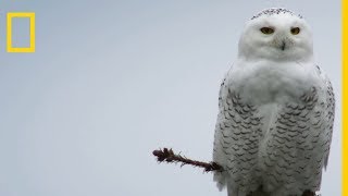 Lattaque silencieuse mortelle du harfang des neiges [upl. by Omocaig]