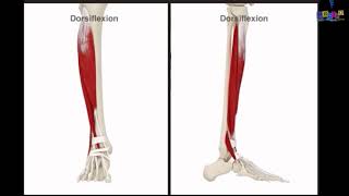 Le membre inférieur  les muscles de la jambe [upl. by Annabal302]