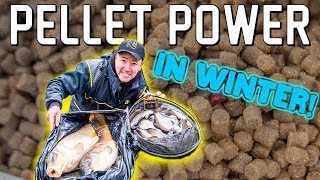 UNLEASH the POWER of pellets in WINTER  Pellet Fishing On The Pole [upl. by Sophie]