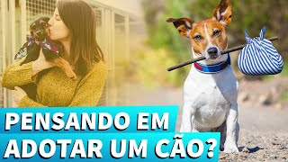 Adoção e Doação de Cachorro O que é necessário [upl. by Ocsirf]