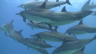 Spinner Dolphins Freedive [upl. by Koy882]