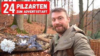 Pilze sammeln im Advent  Über 24 Arten zwischen Herbst und Winter [upl. by Ruben]