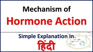 Mechanism of Hormone Action Endocrine System  Bhushan Science [upl. by Aihsotan]