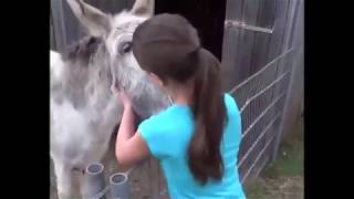 Reaction of a donkey right after see the girl who raised him [upl. by Rodrigo]