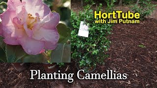 Planting Some New Camellias  Fall Flowering Evergreen Shrubs [upl. by Domineca]