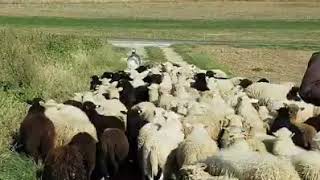 Old English Sheep Dog Herding in Switzerlnd [upl. by Nialb]