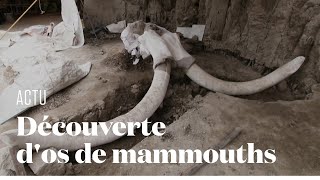 Les restes de 14 mammouths chassés par lhomme découverts au Mexique [upl. by Irrehs]