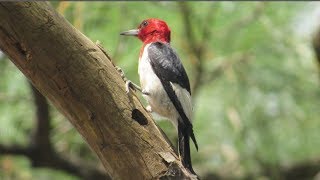 Toy Physics  Part 1 Woodpecker on Pole [upl. by Ikcir403]