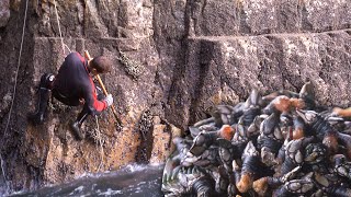 Los PERCEBES Pesca tradicional de este crustáceo en rocas de acantilados  Perceberos  Documental [upl. by Ylak]